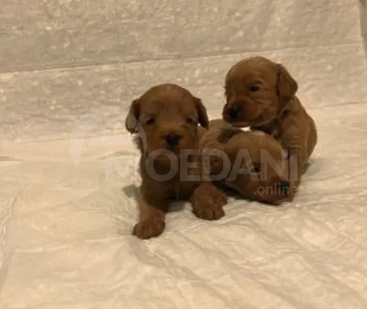 Maltipu Tbilisi - photo 1