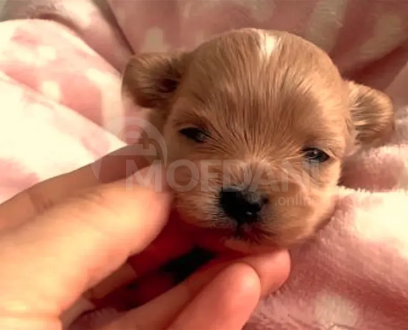 Maltipoo puppies for sale Tbilisi - photo 2