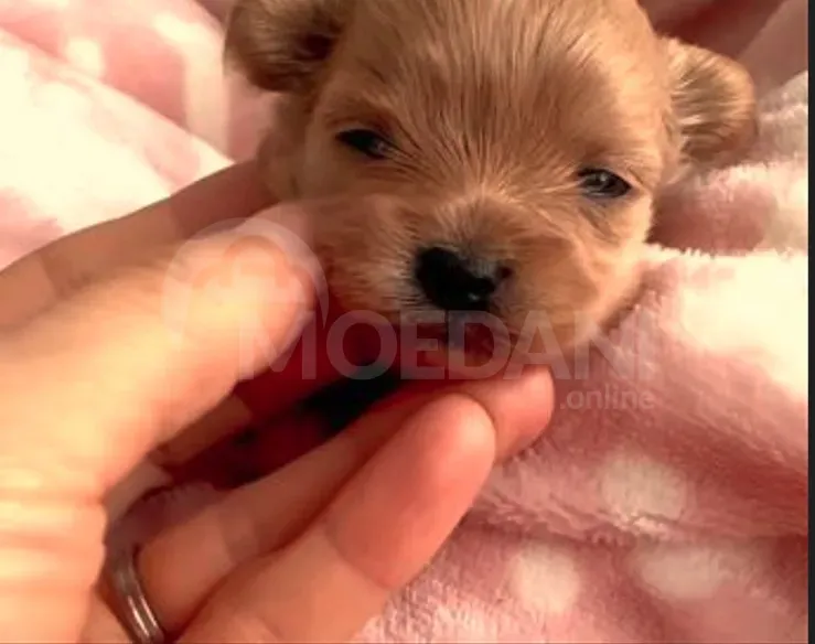 Maltipoo puppies for sale Tbilisi - photo 1
