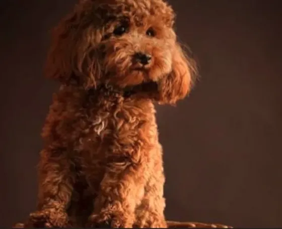 Თოი პუდელი FCI Toy poodle Тбилиси