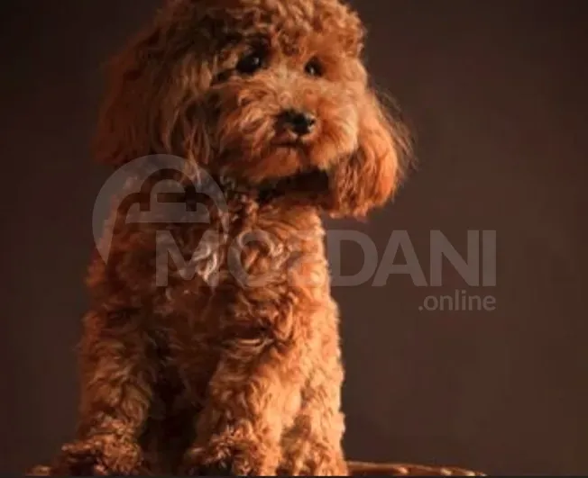 Თოი პუდელი FCI Toy poodle თბილისი - photo 1