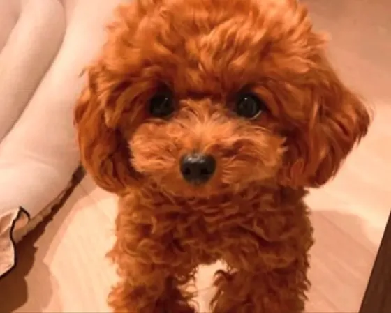 Თიო პუდელი Toy poodle თბილისი