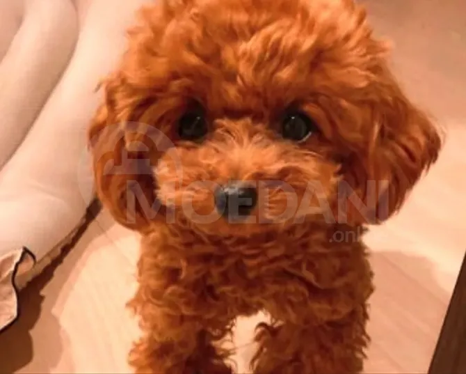 Თიო პუდელი Toy poodle თბილისი - photo 1