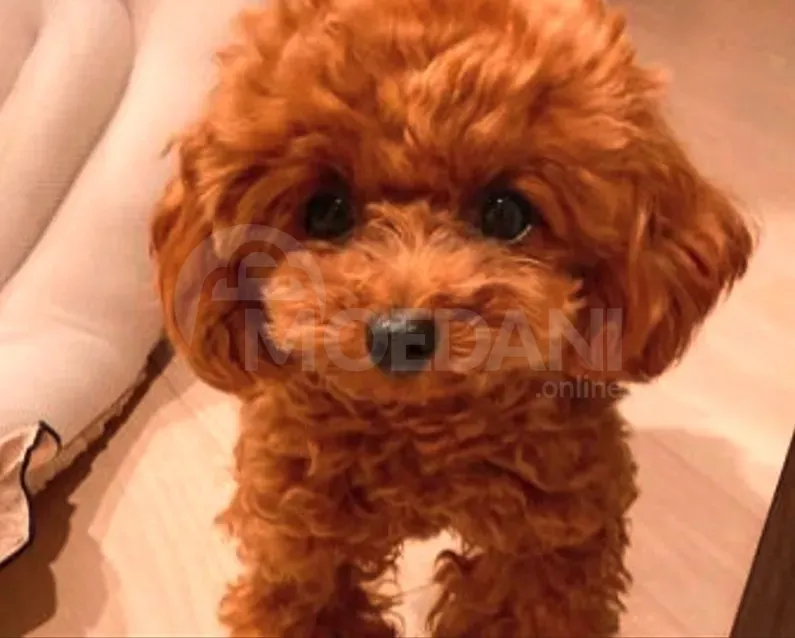 Თიო პუდელი Toy poodle თბილისი - photo 1