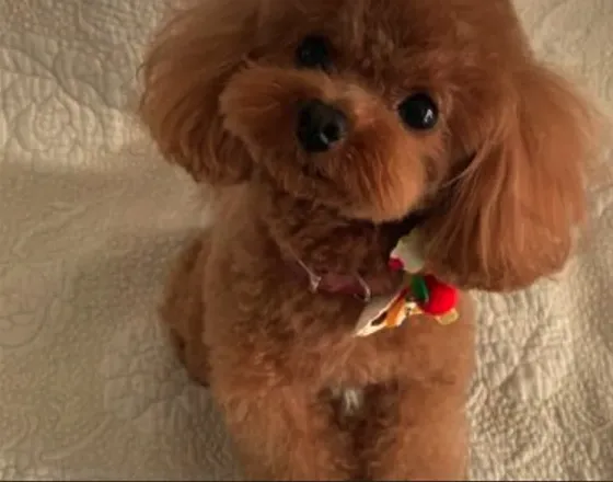 Თოი პუდრლი Toy poodle FCI Тбилиси