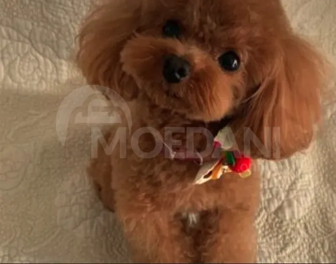 Თოი პუდრლი Toy poodle FCI თბილისი - photo 1