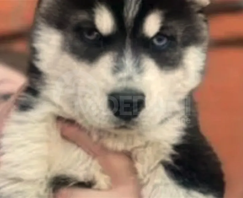 Ჰასკი თბილისი - photo 2