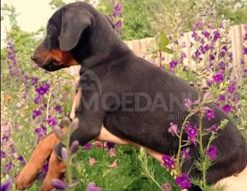 Щенки Обермана Тбилиси - изображение 2