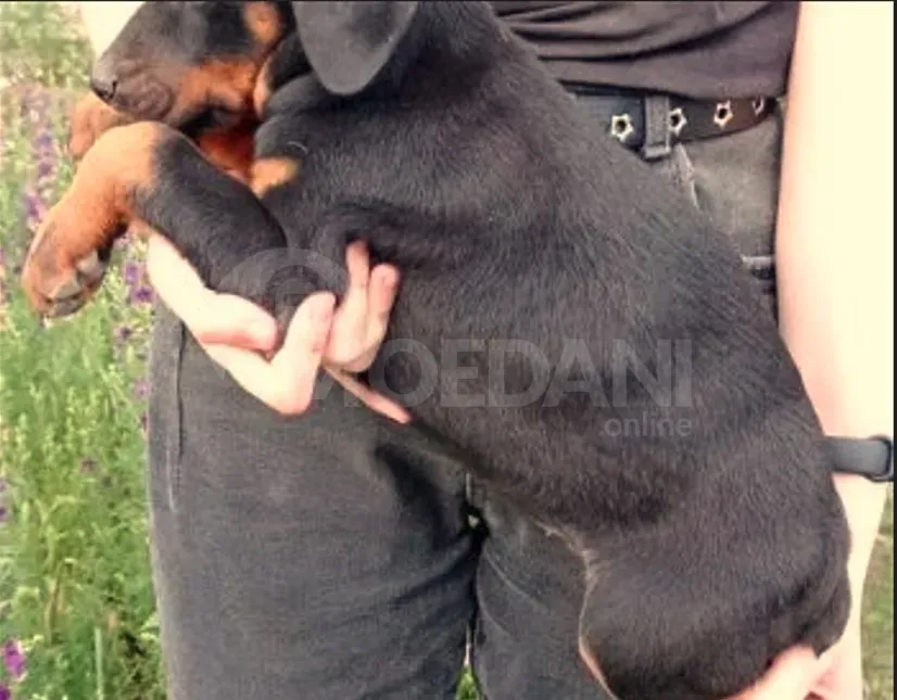 Щенки Обермана Тбилиси - изображение 4