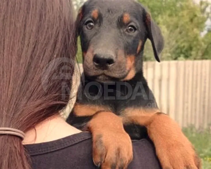 Щенки Обермана Тбилиси - изображение 3