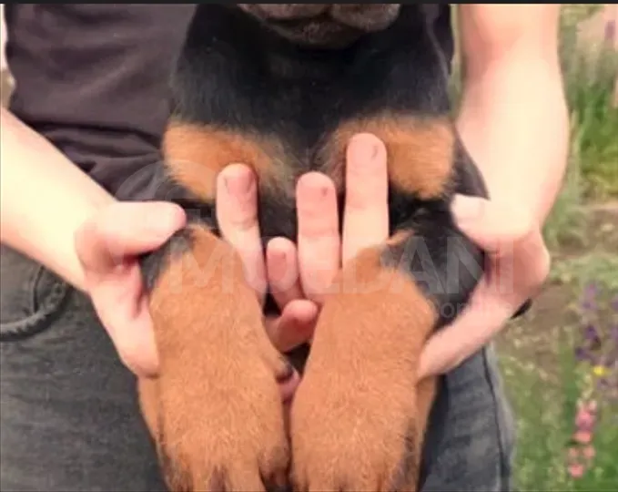 Щенки Обермана Тбилиси - изображение 1