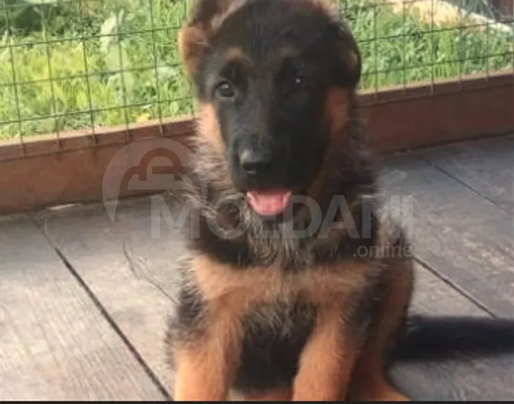 German shepherd puppies Tbilisi - photo 1