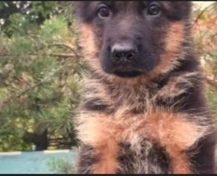German shepherd puppies Tbilisi - photo 3