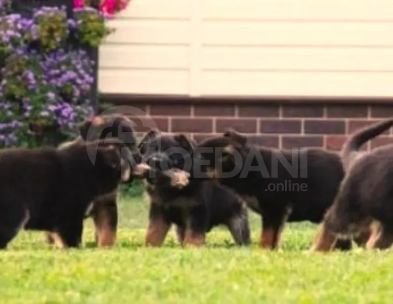 German shepherd puppies Tbilisi - photo 2