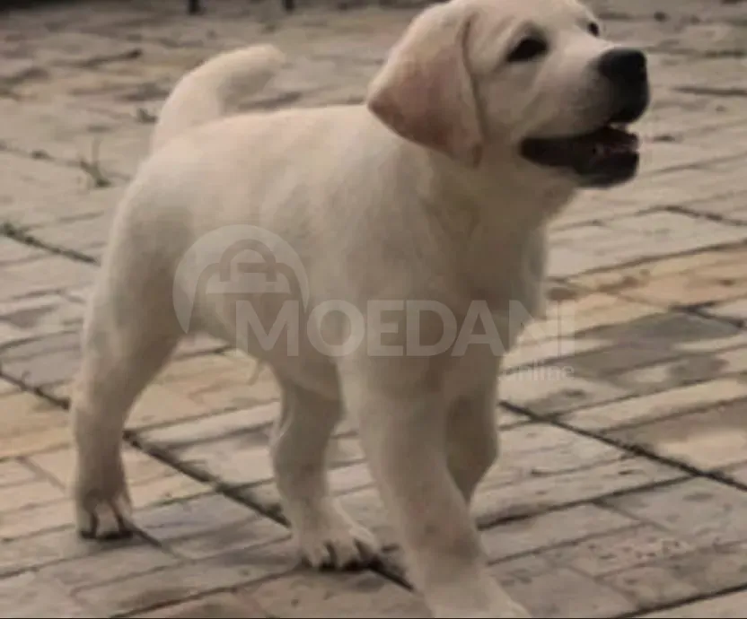 Щенки лабрадора Тбилиси - изображение 4