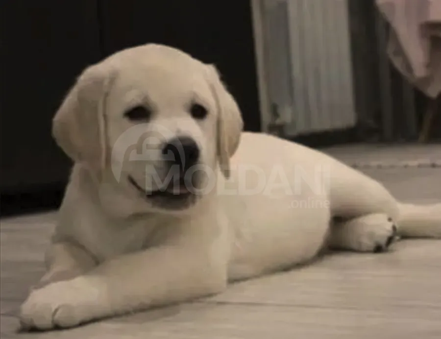 Щенки лабрадора Тбилиси - изображение 2