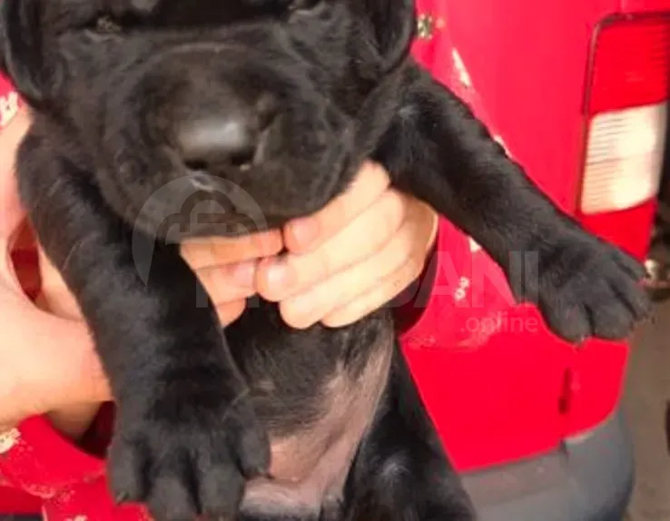 Ლაბრადორი თბილისი - photo 2