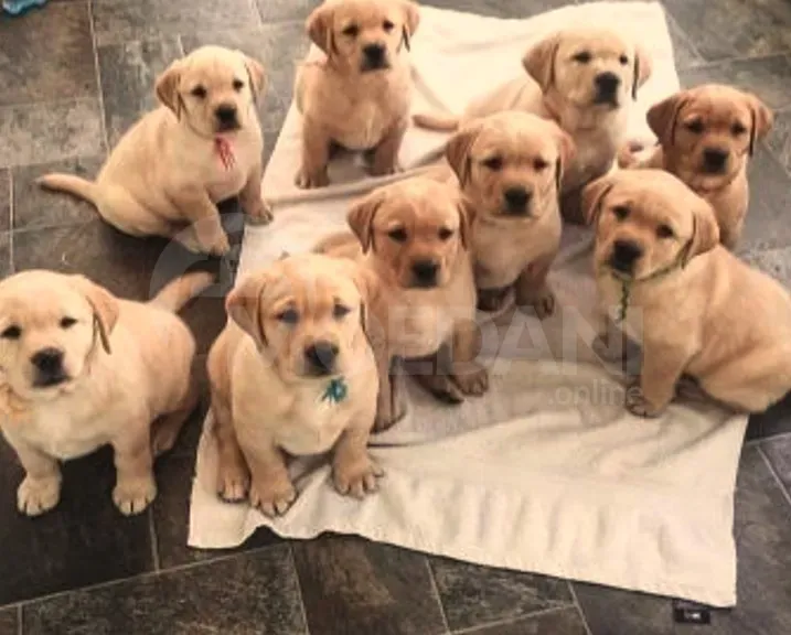 Ლაბრადორის ლეკვი თბილისი - photo 3