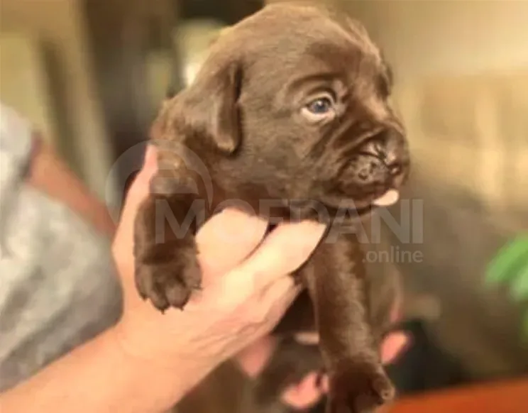 Ლეკვები ლაბრადორის თბილისი - photo 2