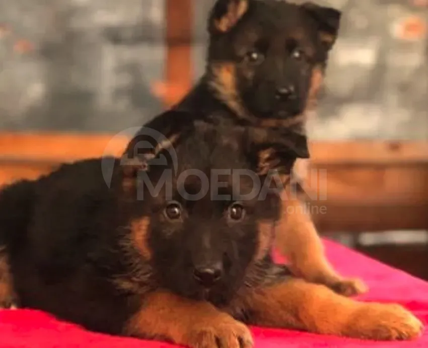 German shepherd Tbilisi - photo 1