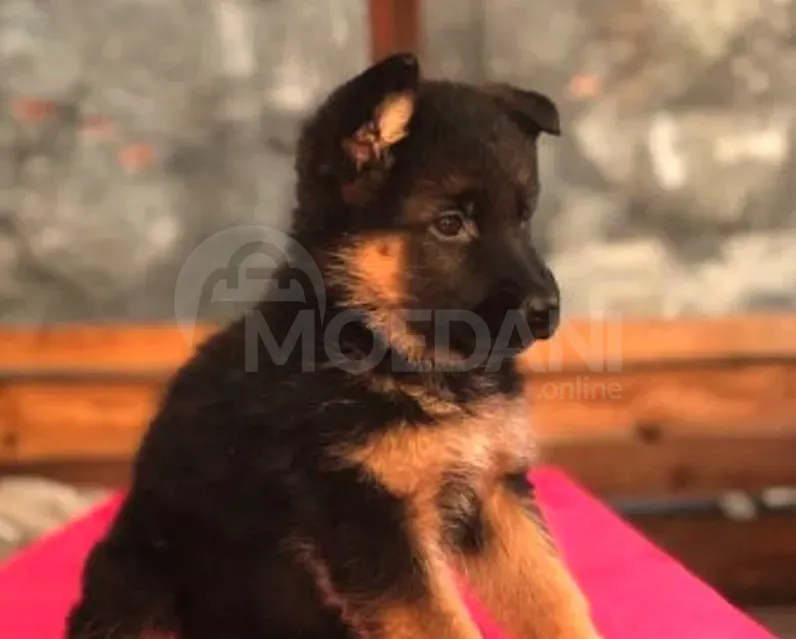 German shepherd Tbilisi - photo 2