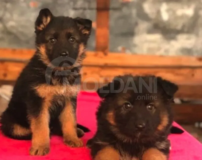 German shepherd Tbilisi - photo 5