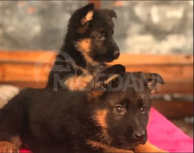 German shepherd Tbilisi - photo 3