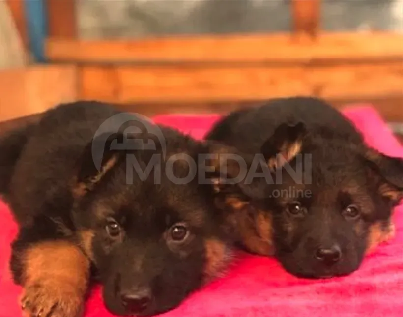 German shepherd Tbilisi - photo 4