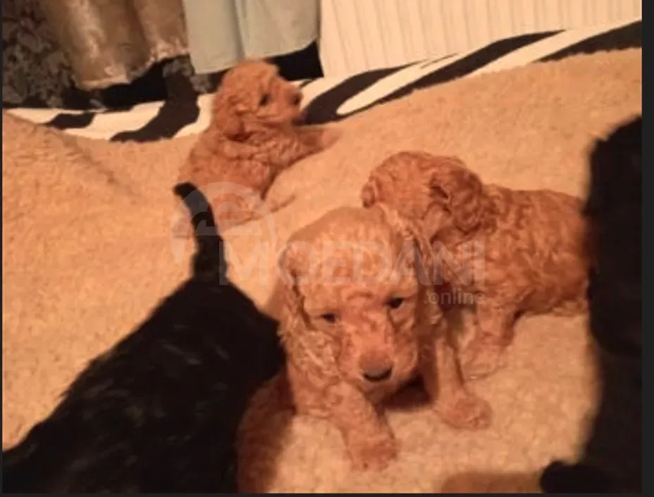 Худель Тбилиси - изображение 4