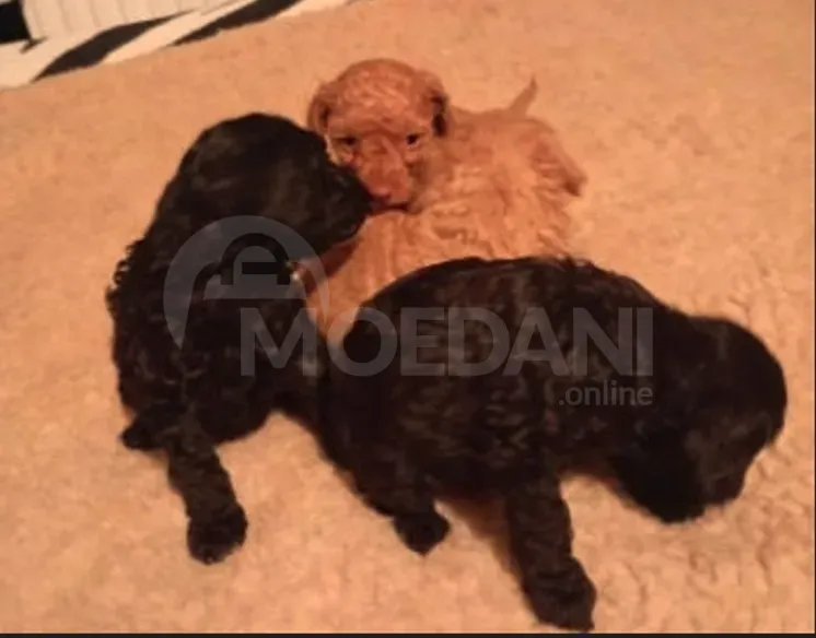 Худель Тбилиси - изображение 2