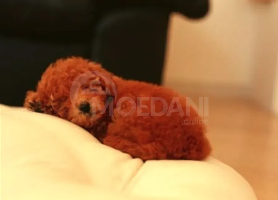 Худель Тбилиси - изображение 1