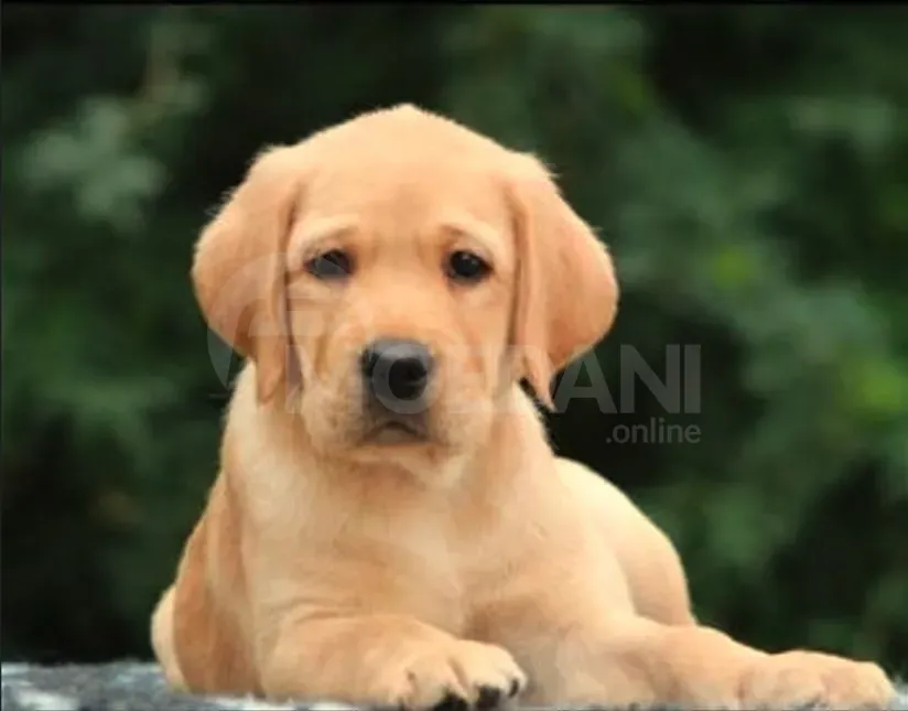 Ლაბრადორის ლეკვეები თბილისი - photo 2