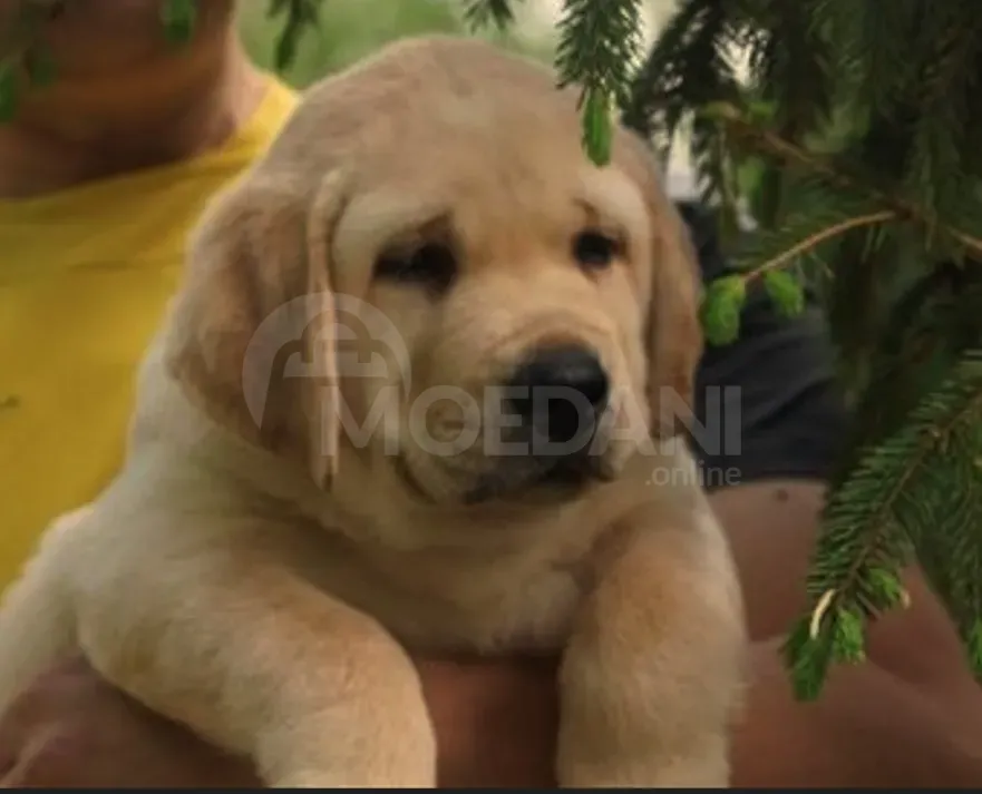 Ლაბრადორის ლეკვეები თბილისი - photo 3