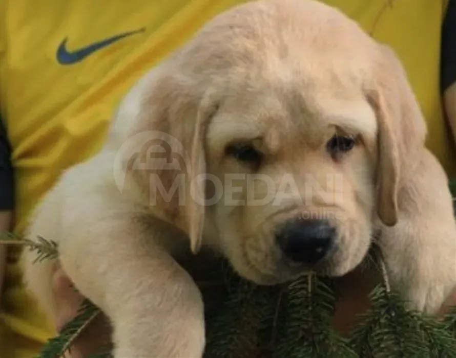 Ლაბრადორის ლეკვეები თბილისი - photo 1