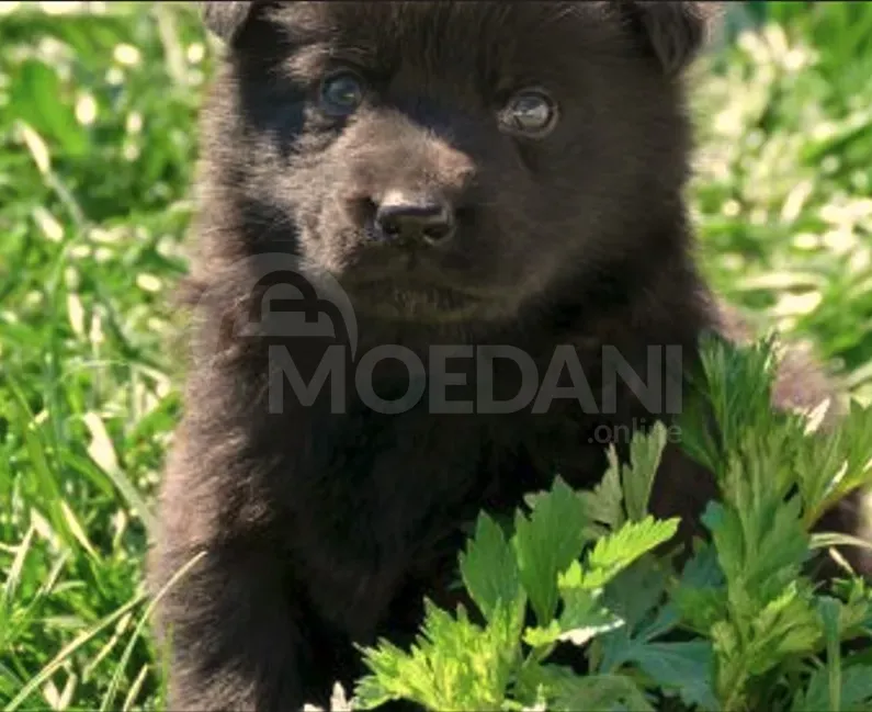 I am a German shepherd dog Tbilisi - photo 2
