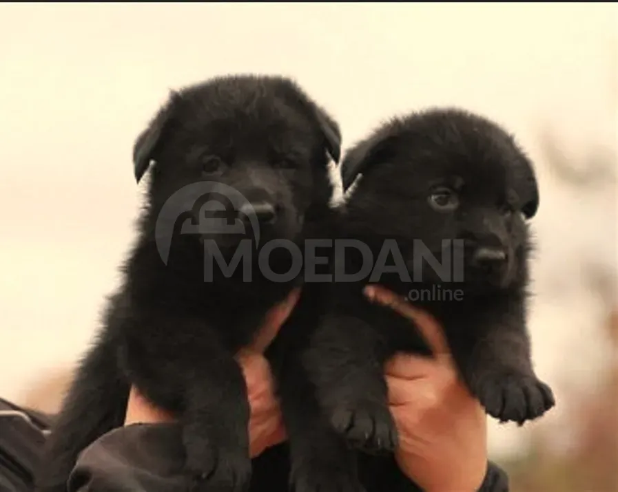 I am a German shepherd dog Tbilisi - photo 3