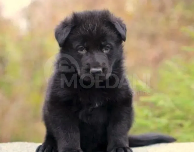 I am a German shepherd dog Tbilisi - photo 1