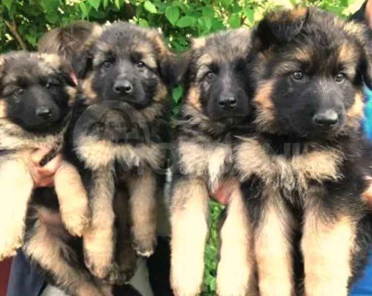 German shepherd puppy Tbilisi - photo 1