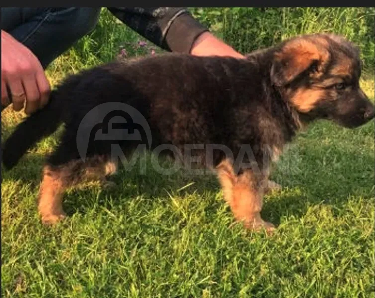 German shepherd puppy Tbilisi - photo 2