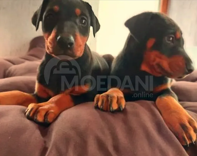 Оберман Тбилиси - изображение 1