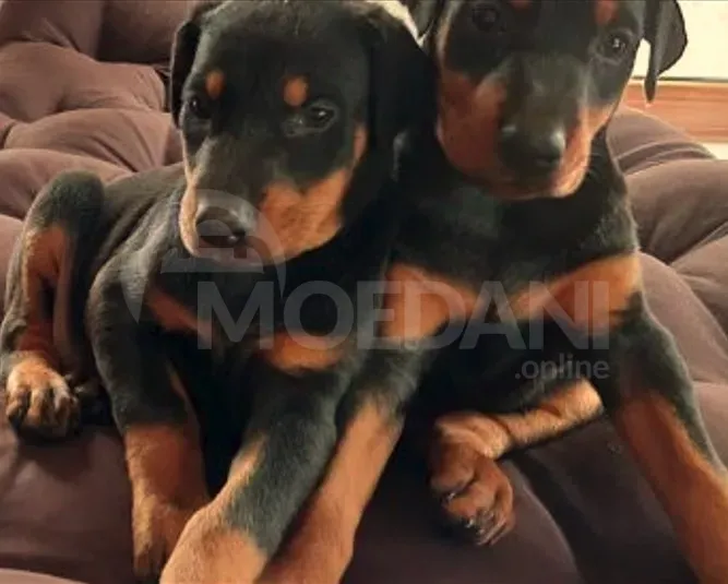 Оберман Тбилиси - изображение 3