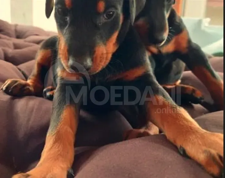 Оберман Тбилиси - изображение 2