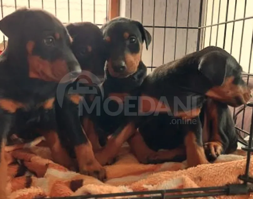 Оберман Тбилиси - изображение 4