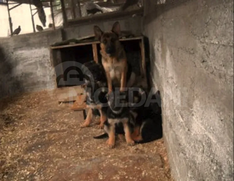 German shepherd Tbilisi - photo 3
