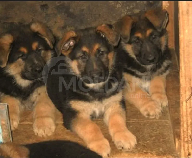 German shepherd Tbilisi - photo 2