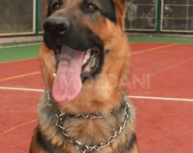 German shepherd Tbilisi - photo 1