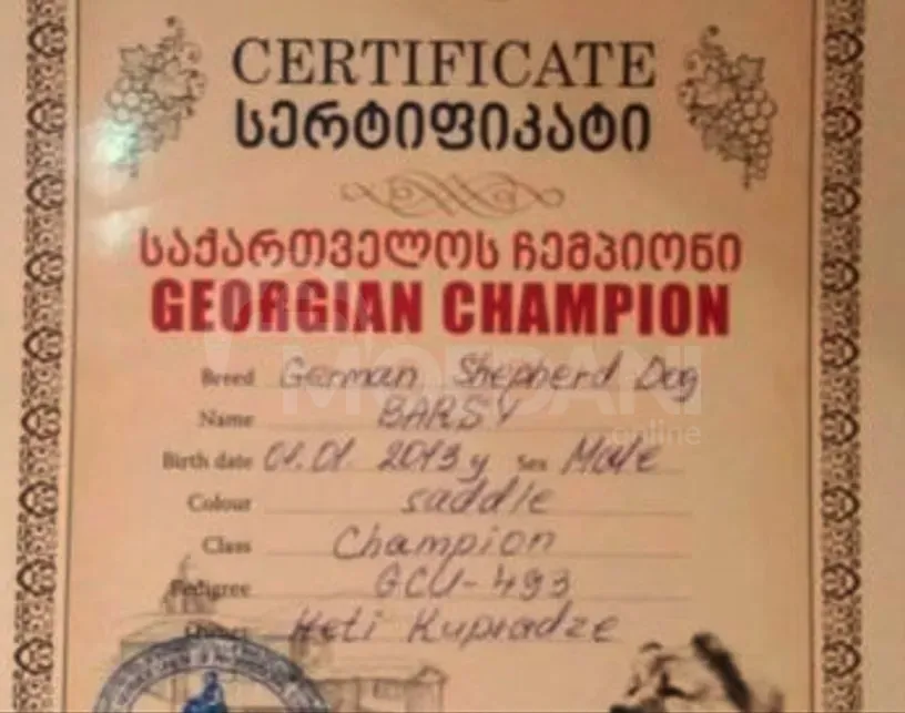 German shepherd Tbilisi - photo 4