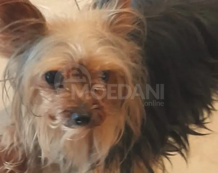 Იორკი თბილისი - photo 3