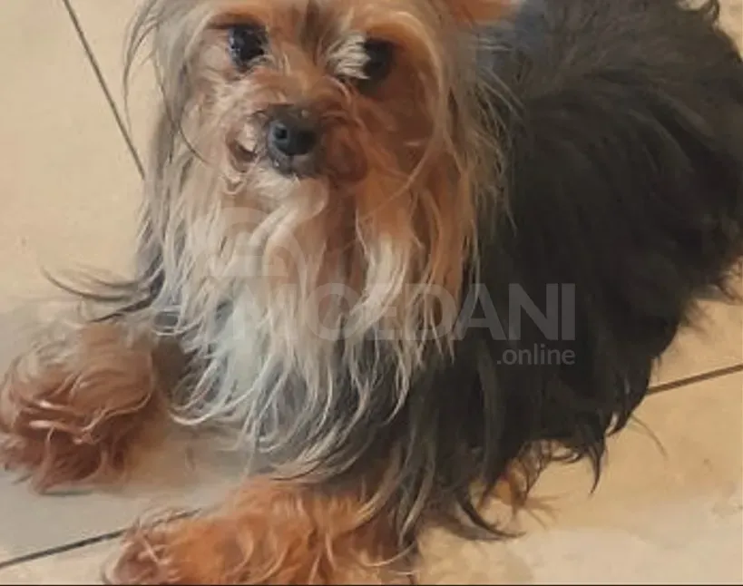 Იორკი თბილისი - photo 2