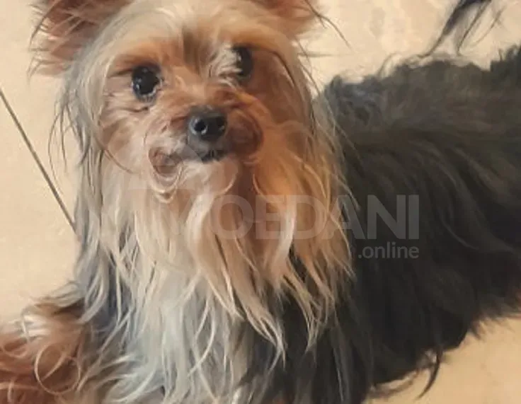 Იორკი თბილისი - photo 1